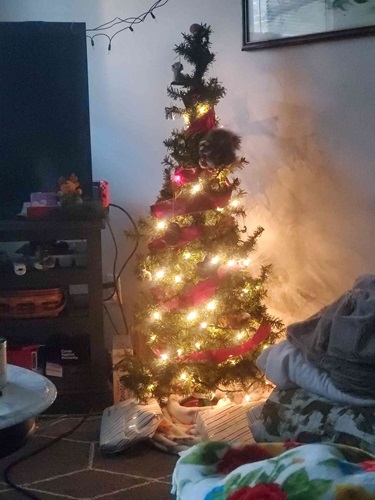 An image of a Christmas tree, wrapped in red ribbon and warm yellow lights.